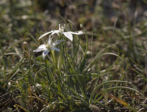 Ornithogalum umbellatum (Asparagaceae)  - Ornithogale en ombelle, Dame-d'onze-heures - Garden Star-of-Bethlehem Aude [France] 24/04/2007 - 290m