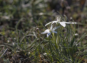 Ornithogalum umbellatum (Asparagaceae)  - Ornithogale en ombelle, Dame-d'onze-heures - Garden Star-of-Bethlehem Aude [France] 24/04/2007 - 290m