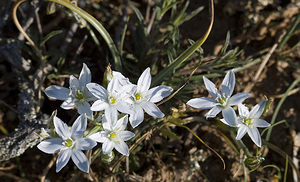 Ornithogalum umbellatum (Asparagaceae)  - Ornithogale en ombelle, Dame-d'onze-heures - Garden Star-of-Bethlehem Aude [France] 24/04/2007 - 300m