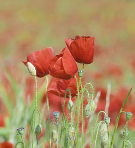 Papaver rhoeas (Papaveraceae)  - Coquelicot, Grand coquelicot, Pavot coquelicot - Common Poppy Aude [France] 20/04/2007 - 150m