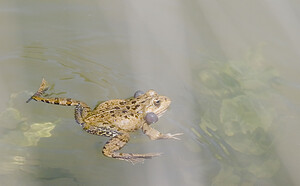 Pelophylax kl. grafi (Ranidae)  - Grenouille de Graf Aude [France] 24/04/2007 - 170mcette esp?ce est le r?sultat d'un hybridation entre R perezi et R ridibunda.