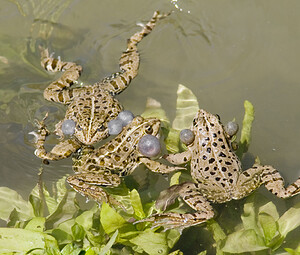 Pelophylax kl. grafi (Ranidae)  - Grenouille de Graf Aude [France] 24/04/2007 - 170mtragique accident. Heureusement il y a les airbags...