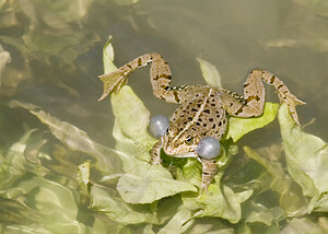 Pelophylax kl. grafi (Ranidae)  - Grenouille de Graf Aude [France] 24/04/2007 - 170mcette esp?ce est le r?sultat d'un hybridation entre R perezi et R ridibunda.