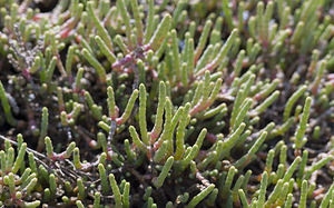 Salicornia perennans (Amaranthaceae)  - Salicorne pérennante, Salicorne étalée Aude [France] 22/04/2007