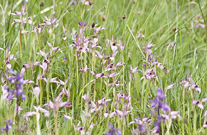 Serapias lingua (Orchidaceae)  - Sérapias langue, Sérapias à languette - Tongue-orchid Ariege [France] 26/04/2007 - 1410m