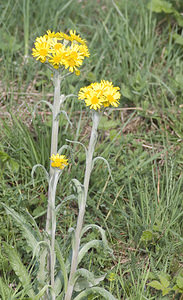 Tephroseris helenitis (Asteraceae)  - Séneçon spatulé Aveyron [France] 27/04/2007 - 550m