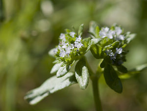 Valerianella locusta (Caprifoliaceae)  - Valérianelle potagère, Mache doucette, Mache, Doucette - Common Cornsalad Aude [France] 23/04/2007 - 380m