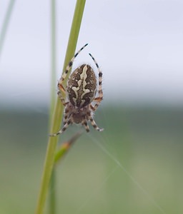 Aculepeira ceropegia (Araneidae)  Dinant [Belgique] 19/05/2007 - 230m