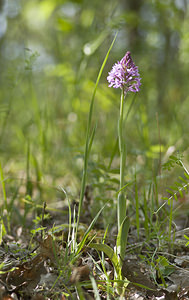 Anacamptis pyramidalis (Orchidaceae)  - Orchis pyramidal - Pyramidal Orchid Aube [France] 01/05/2007 - 120m