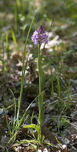 Anacamptis pyramidalis (Orchidaceae)  - Orchis pyramidal - Pyramidal Orchid Aube [France] 01/05/2007 - 120m