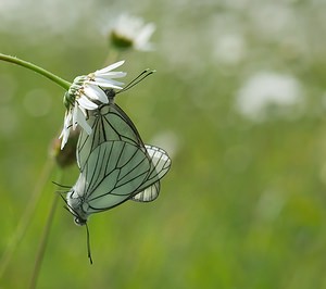 Aporia crataegi (Pieridae)  - Gazé Ardennes [France] 18/05/2007 - 160m