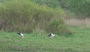 Ciconia ciconia (Ciconiidae)  - Cigogne blanche - White Stork Meuse [France] 05/05/2007 - 250m