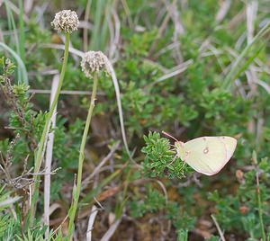 Colias alfacariensis (Pieridae)  - Fluoré - Berger's Clouded Yellow Meuse [France] 05/05/2007 - 280m