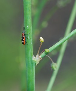 Crioceris asparagi (Chrysomelidae)  - Criocère de l'asperge , Criocère porte-croix de l'asperge - Asparagus Beetle Meuse [France] 05/05/2007 - 280m