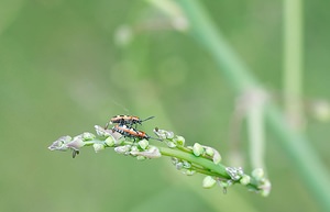 Crioceris asparagi (Chrysomelidae)  - Criocère de l'asperge , Criocère porte-croix de l'asperge - Asparagus Beetle Meuse [France] 05/05/2007 - 280m