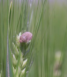 Eurygaster maura (Scutelleridae)  Ardennes [France] 18/05/2007 - 90m