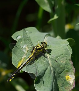 Gomphus vulgatissimus (Gomphidae)  - Gomphe vulgaire - Club-tailed Dragonfly Meuse [France] 06/05/2007 - 340m