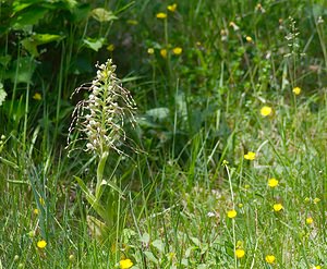 Himantoglossum hircinum (Orchidaceae)  - Himantoglosse bouc, Orchis bouc, Himantoglosse à odeur de bouc - Lizard Orchid Meuse [France] 06/05/2007 - 340m