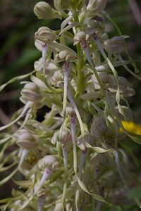 Himantoglossum hircinum (Orchidaceae)  - Himantoglosse bouc, Orchis bouc, Himantoglosse à odeur de bouc - Lizard Orchid Meuse [France] 06/05/2007 - 370m