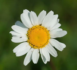 Leucanthemum vulgare (Asteraceae)  - Marguerite commune - Oxeye Daisy Ardennes [France] 18/05/2007 - 160m