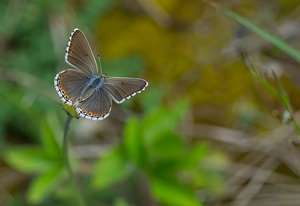 Lysandra bellargus (Lycaenidae)  - Bel-Argus, Azuré bleu céleste - Adonis Blue Meuse [France] 06/05/2007 - 370m