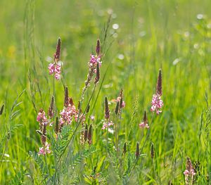 Onobrychis viciifolia (Fabaceae)  - Sainfoin, Esparcette - Sainfoin Vosges [France] 06/05/2007 - 380m