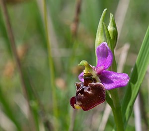 Ophrys fuciflora (Orchidaceae)  - Ophrys bourdon, Ophrys frelon - Late Spider-orchid Meuse [France] 06/05/2007 - 370m