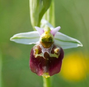 Ophrys fuciflora (Orchidaceae)  - Ophrys bourdon, Ophrys frelon - Late Spider-orchid Vosges [France] 06/05/2007 - 380m