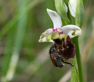 Ophrys fuciflora (Orchidaceae)  - Ophrys bourdon, Ophrys frelon - Late Spider-orchid Marne [France] 08/05/2007 - 130mun cas de pseudo-copulation (lors desquels l'insecte est tromp? par l'apparence de la fleur et s'engage dans une activit? sexuelle... peu pertinente, pendant laquelle la fleur se trouve souvent pollinis?e). Noter la similitude visuelle entre le labelle de l'orchid?e et l'insecte.