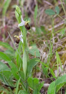 Ophrys x albertiana (Orchidaceae)  - Ophrys d'AlbertOphrys apifera x Ophrys fuciflora. Meuse [France] 07/05/2007 - 150m