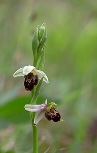 Ophrys x albertiana (Orchidaceae)  - Ophrys d'AlbertOphrys apifera x Ophrys fuciflora. Meuse [France] 07/05/2007 - 150m