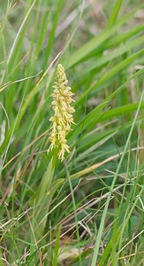 Orchis anthropophora (Orchidaceae)  - Acéras homme-pendu - Man Orchid Meuse [France] 05/05/2007 - 280m