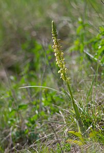 Orchis anthropophora (Orchidaceae)  - Acéras homme-pendu - Man Orchid Meuse [France] 06/05/2007 - 370m
