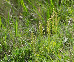 Orchis anthropophora (Orchidaceae)  - Acéras homme-pendu - Man Orchid Ardennes [France] 18/05/2007 - 90m