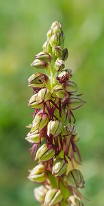 Orchis anthropophora (Orchidaceae)  - Acéras homme-pendu - Man Orchid Ardennes [France] 18/05/2007 - 160m