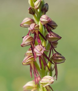 Orchis anthropophora (Orchidaceae)  - Acéras homme-pendu - Man Orchid Ardennes [France] 18/05/2007 - 160m