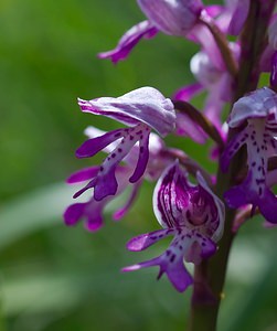 Orchis militaris (Orchidaceae)  - Orchis militaire, Casque militaire, Orchis casqué - Military Orchid Meuse [France] 06/05/2007 - 340m