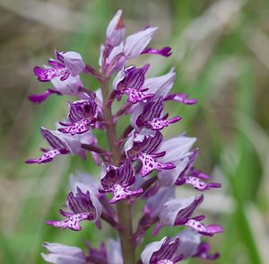 Orchis militaris (Orchidaceae)  - Orchis militaire, Casque militaire, Orchis casqué - Military Orchid Ardennes [France] 18/05/2007 - 200m