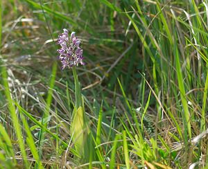 Orchis x beyrichii (Orchidaceae)  - Orchis de BeyrichOrchis militaris x Orchis simia. Marne [France] 08/05/2007 - 130m