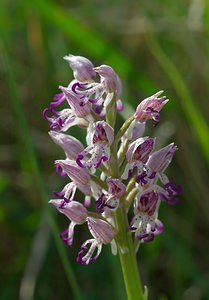 Orchis x beyrichii (Orchidaceae)  - Orchis de BeyrichOrchis militaris x Orchis simia. Marne [France] 08/05/2007 - 130m