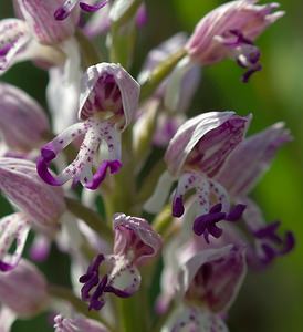 Orchis x beyrichii (Orchidaceae)  - Orchis de BeyrichOrchis militaris x Orchis simia. Marne [France] 08/05/2007 - 130m