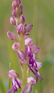 Orchis x spuria (Orchidaceae)  - Orchis bâtardOrchis anthropophora x Orchis militaris. Meuse [France] 05/05/2007 - 280m