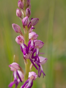 Orchis x spuria (Orchidaceae)  - Orchis bâtardOrchis anthropophora x Orchis militaris. Meuse [France] 05/05/2007 - 280m