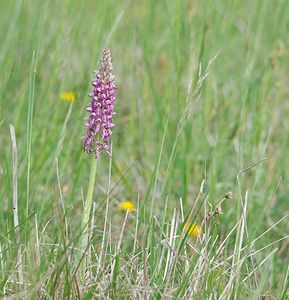 Orchis x spuria (Orchidaceae)  - Orchis bâtardOrchis anthropophora x Orchis militaris. Meuse [France] 05/05/2007 - 280m