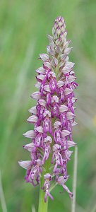 Orchis x spuria (Orchidaceae)  - Orchis bâtardOrchis anthropophora x Orchis militaris. Meuse [France] 05/05/2007 - 280m