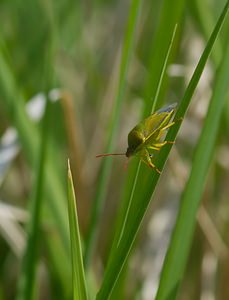 Palomena prasina (Pentatomidae)  - Punaise verte Meuse [France] 06/05/2007 - 340m