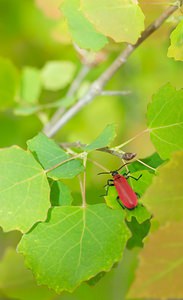 Pyrochroa coccinea (Pyrochroidae)  - Cardinal, Pyrochore écarlate - Black-headed Cardinal Beetle Meuse [France] 05/05/2007 - 280m