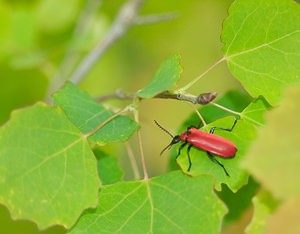 Pyrochroa coccinea (Pyrochroidae)  - Cardinal, Pyrochore écarlate - Black-headed Cardinal Beetle Meuse [France] 05/05/2007 - 280m
