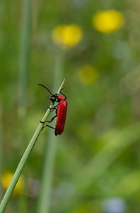 Pyrochroa coccinea (Pyrochroidae)  - Cardinal, Pyrochore écarlate - Black-headed Cardinal Beetle Meuse [France] 06/05/2007 - 340m