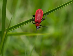 Pyrochroa coccinea (Pyrochroidae)  - Cardinal, Pyrochore écarlate - Black-headed Cardinal Beetle Meuse [France] 06/05/2007 - 340m